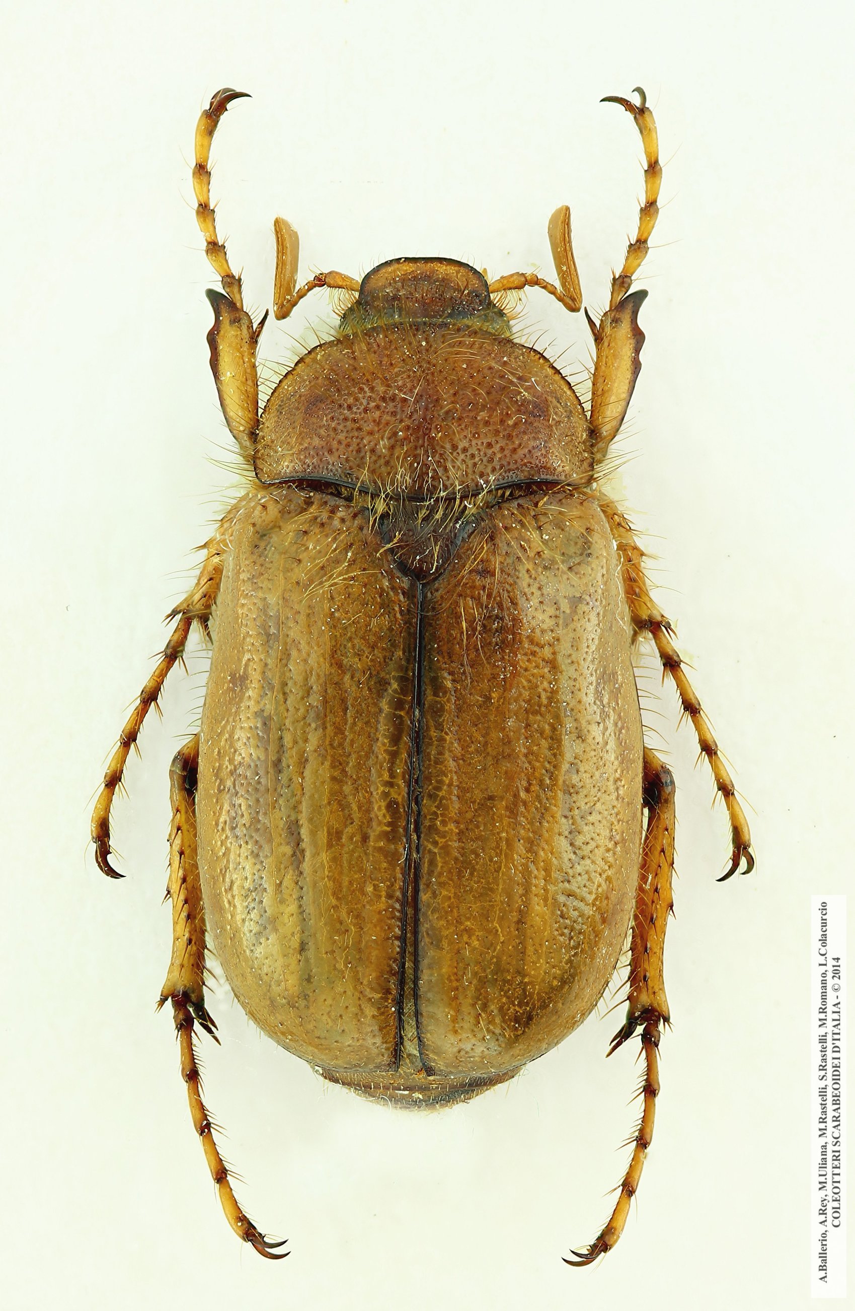 Rhizotrogus sassariensis, maschio